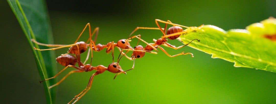 Biomimética: a natureza, mestra da engenharia civil