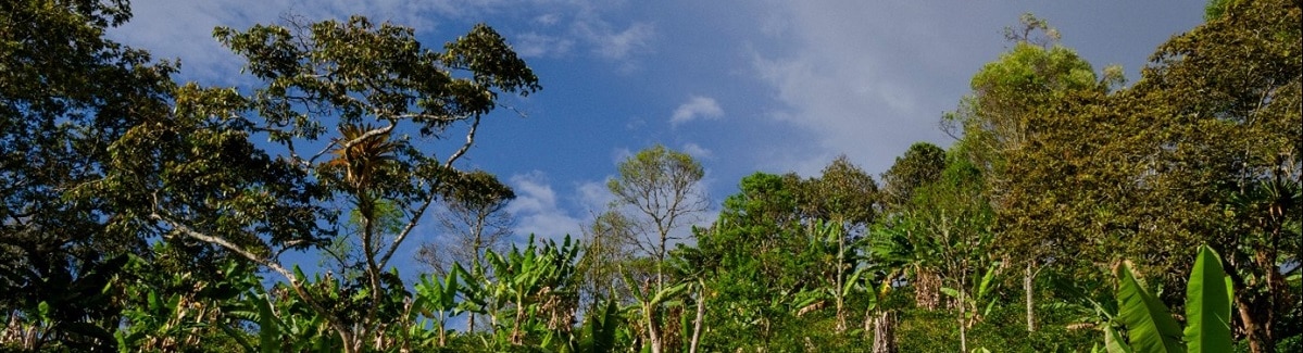 Foto palmeras recortada